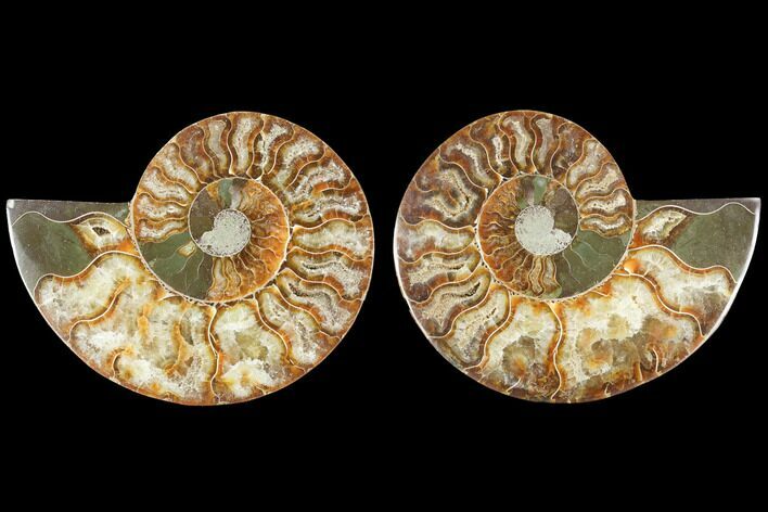 Sliced Ammonite Fossil - Agatized #125025